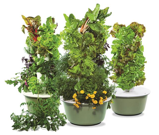 Family Garden with plants